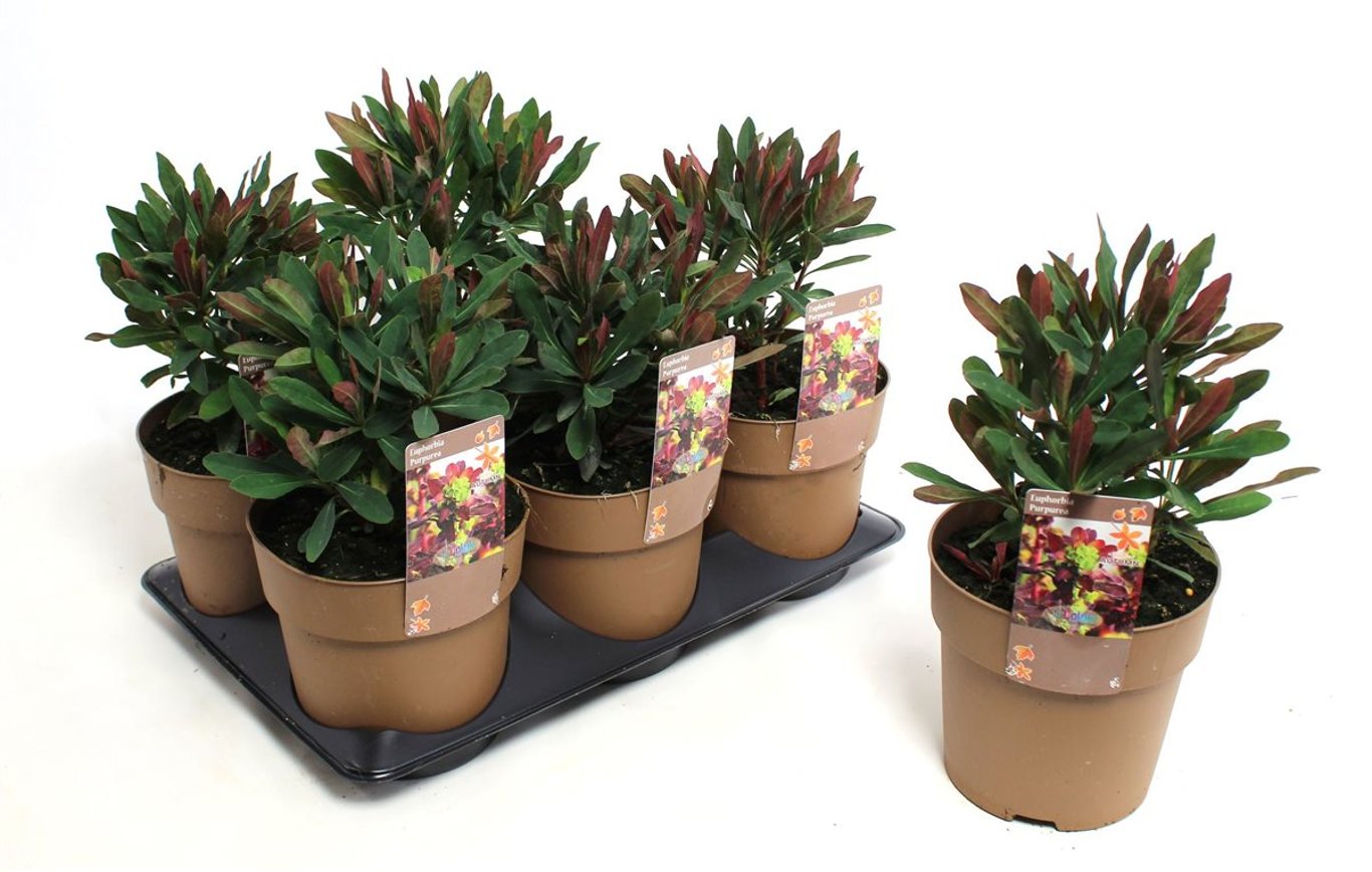 Euphorbia amygdal. 'Purpurea' - C1,5